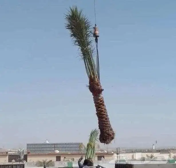 انخل للبيع 4