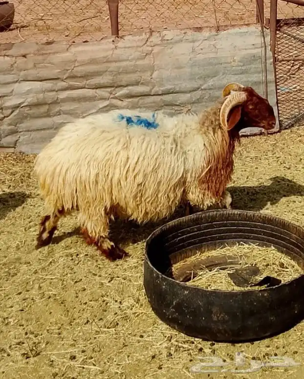 طليان للبيع 1