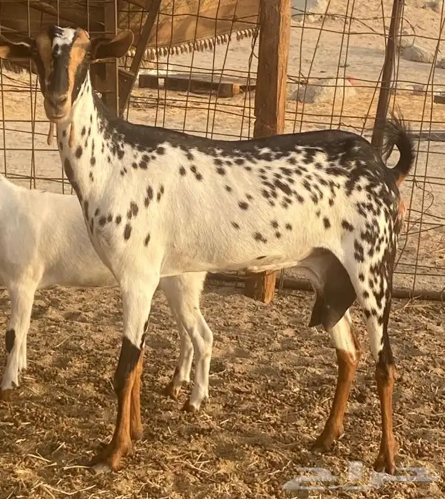 غنز بيشيه مرخاء 1