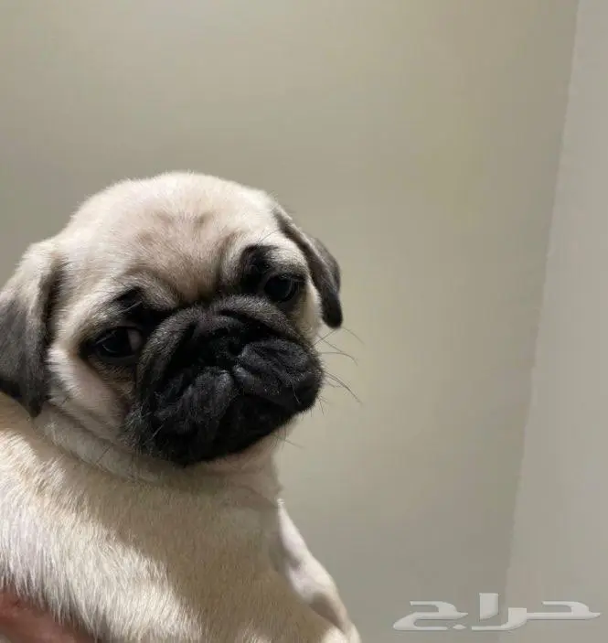 بق (pug) 0