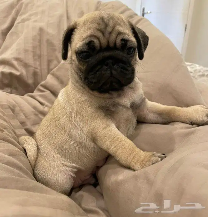 بق (pug) 2