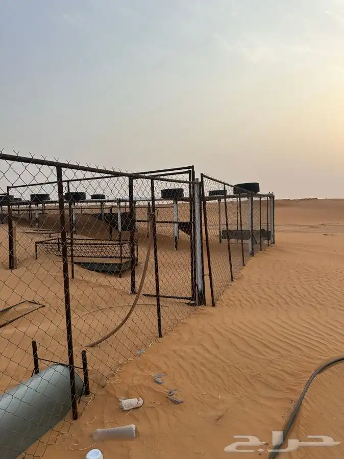 شبوك غنم 0