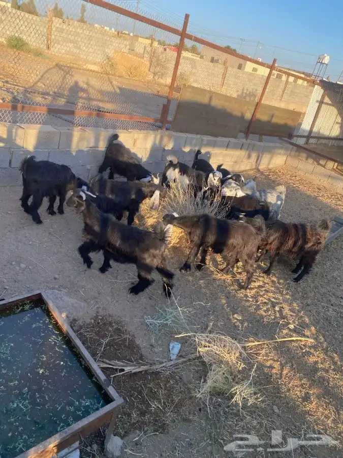 تيوس وجفار للبيع   تم البيع   تم البيع 1