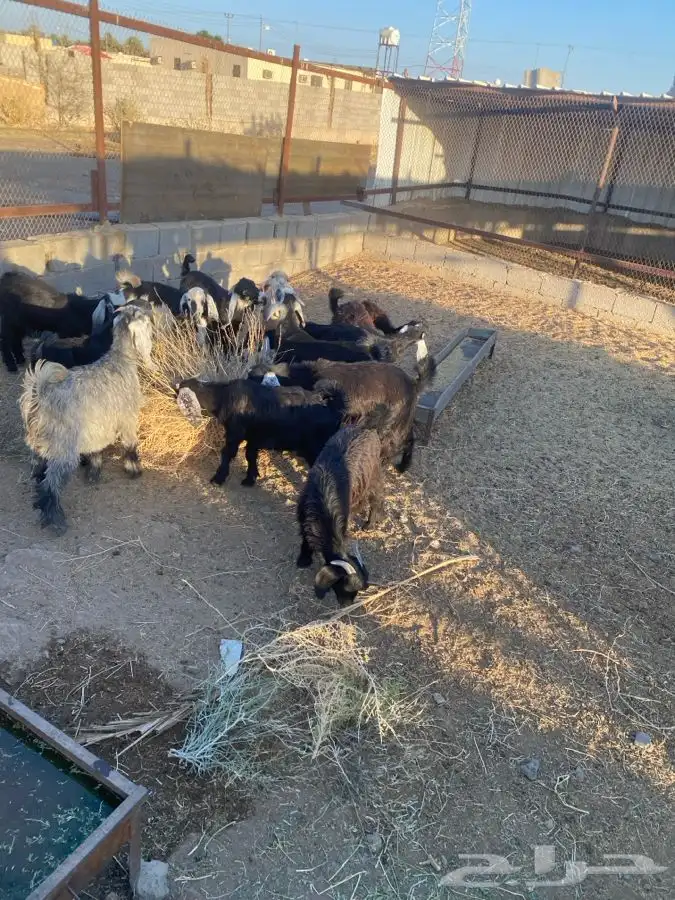 تيوس وجفار للبيع   تم البيع   تم البيع 0