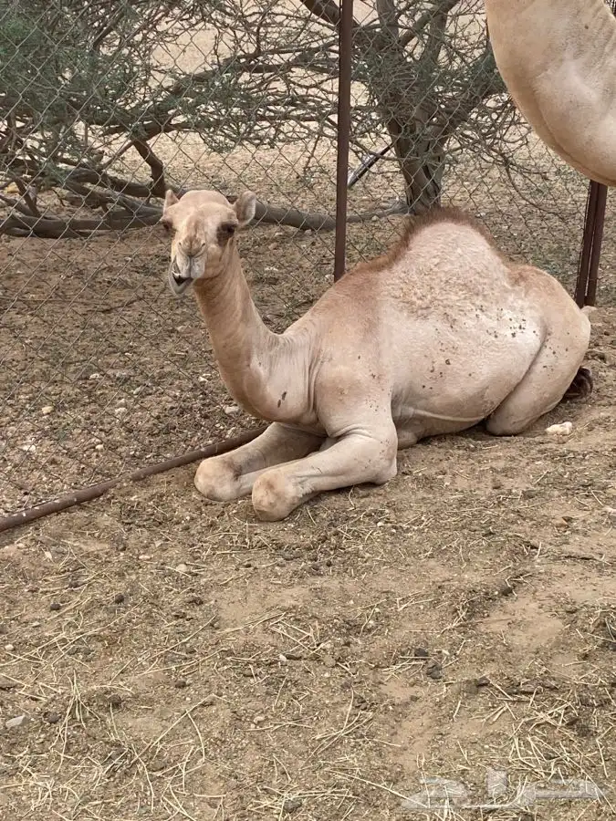 قعدان اربعه بحاله ممتازه 1