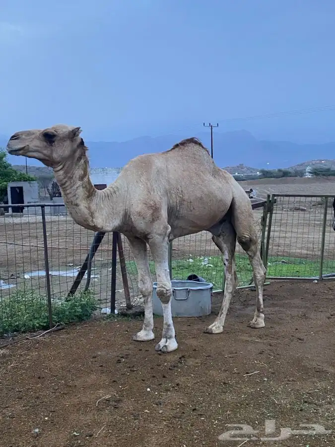 بعير للبيع فحل 0