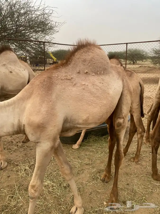 قعدان اربعه بحاله ممتازه 3