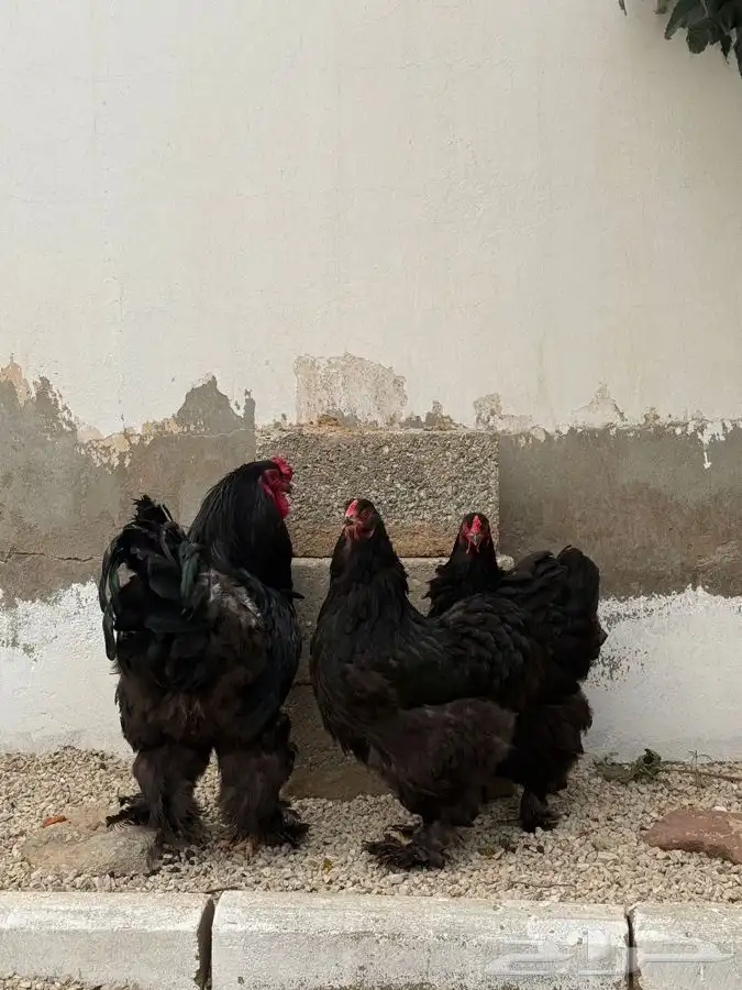 طقم براهما 3 دجاج وديك اسود 1