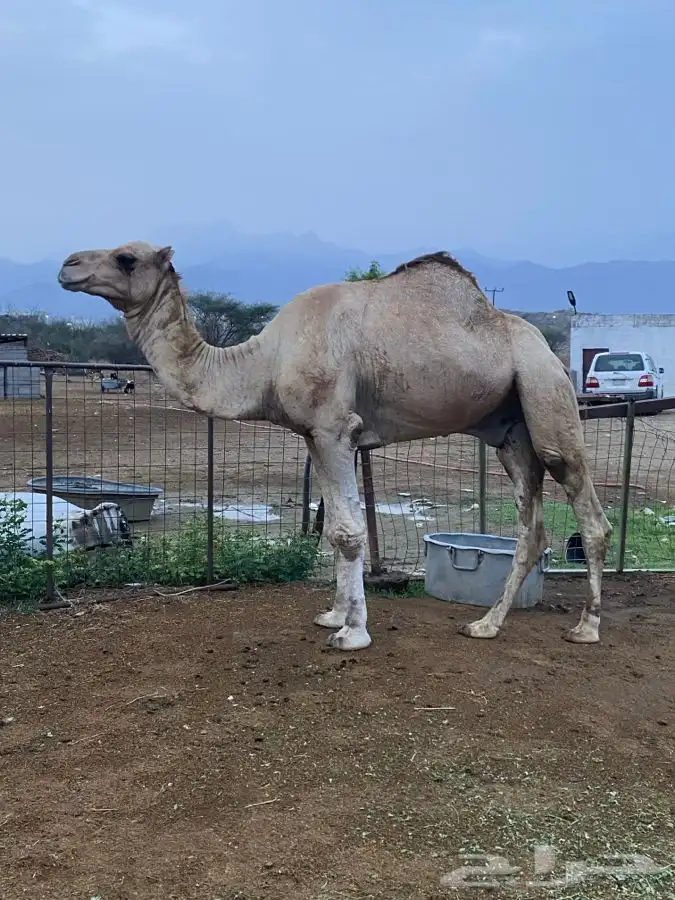 بعير للبيع فحل 1