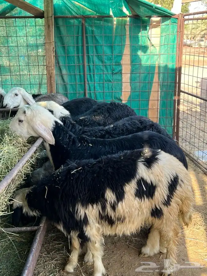 بهم نجد 8