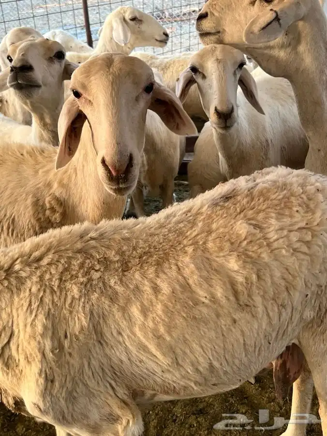 مراح ضان حريات 6