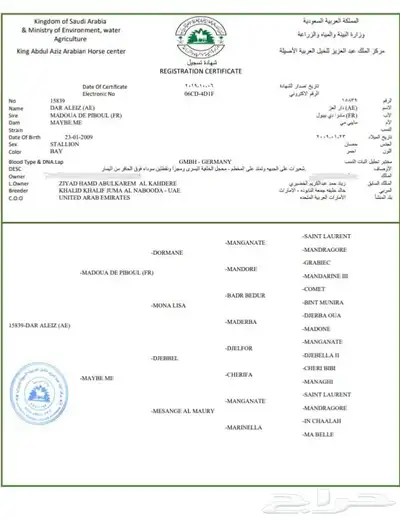 حصان فرنسي مستورد index