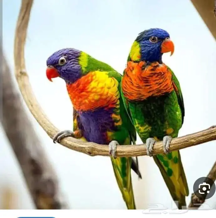 فندقة الطيور 0