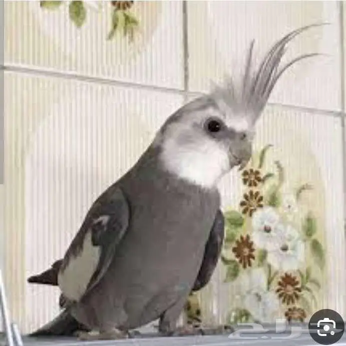 فندقة الطيور 2