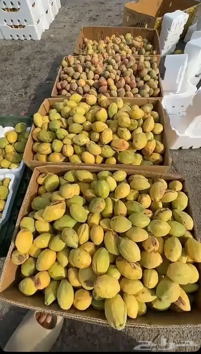 لوز شي حلو ويوجد توصيل لكل المناطق 2