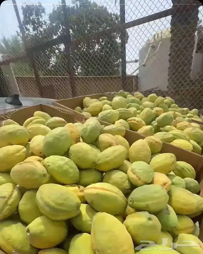 لوز شي حلو ويوجد توصيل لكل المناطق 1