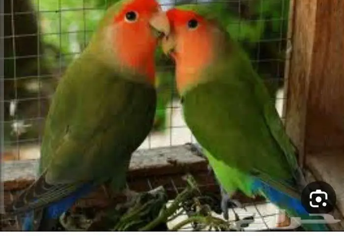 فندقة الطيور 8