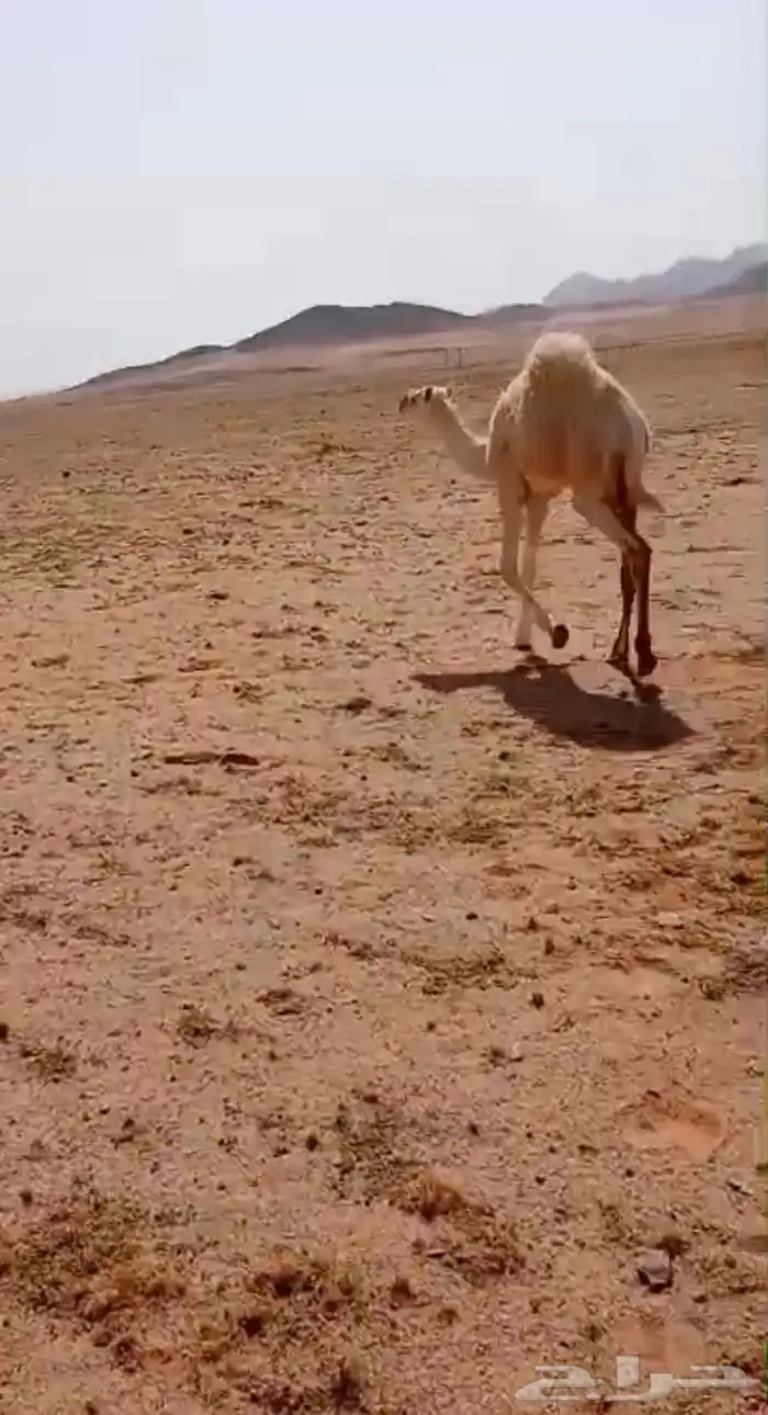 للبيع او بدل بكره طيبه 0