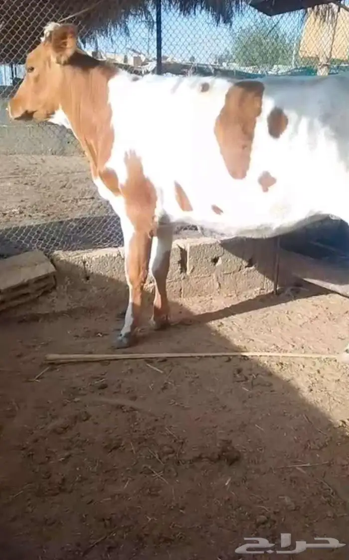عجله للببع 0