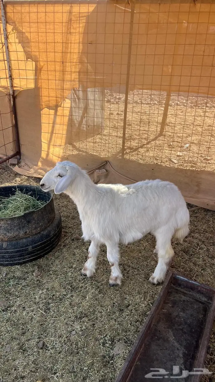 طليان ورخال وتيوس وجغار للبيع 0