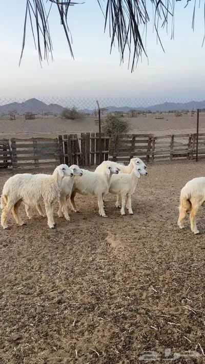 رخال جذعات index
