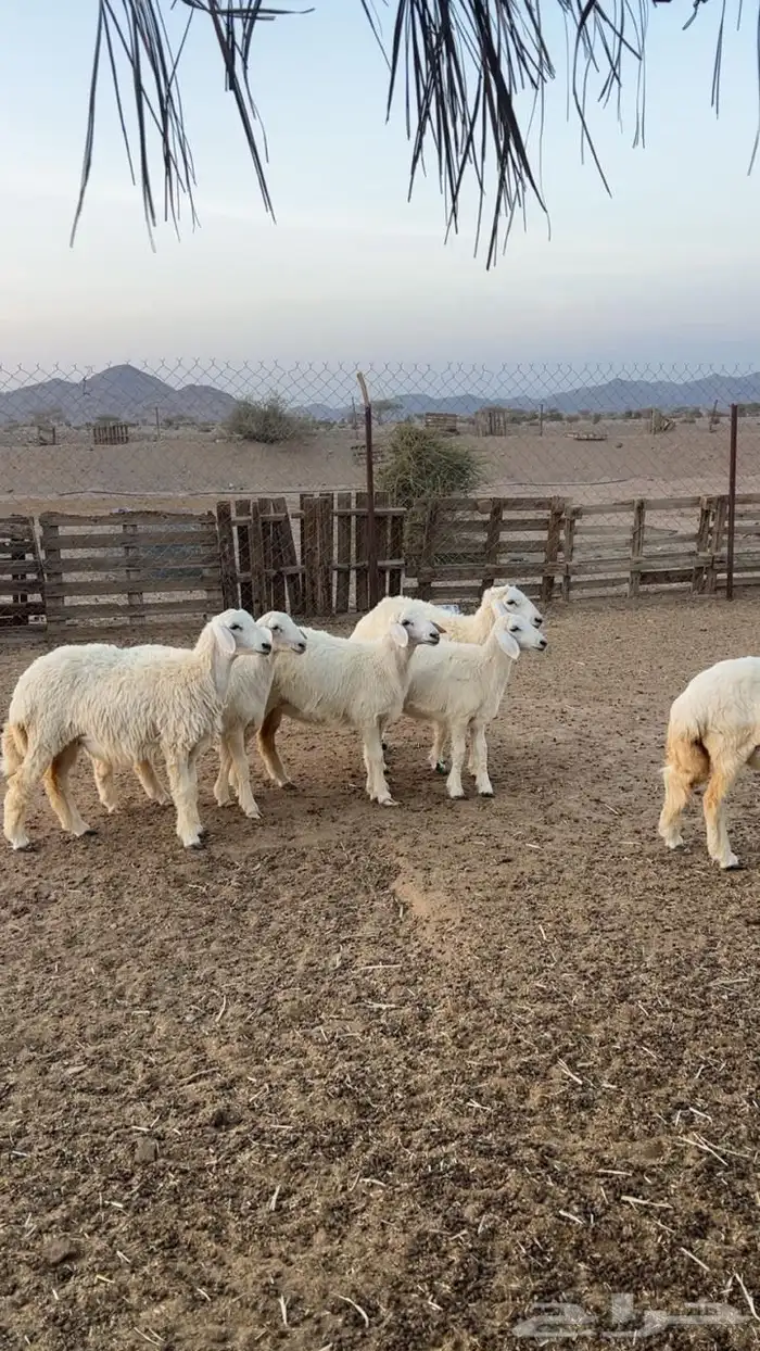رخال جذعات 5