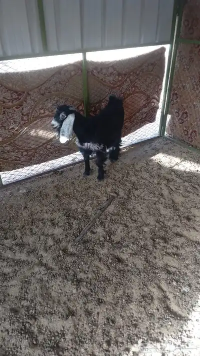 جفرة 0