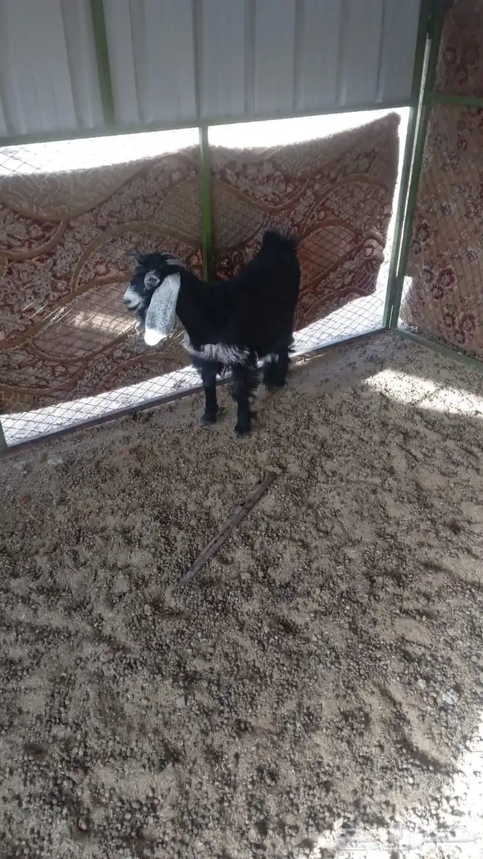 جفرة 0
