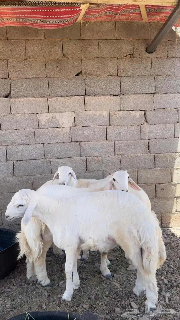 طليان حريه طيبه 1