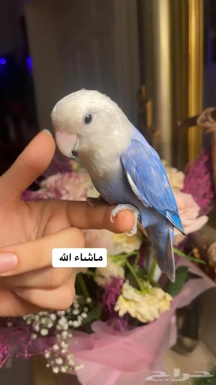 للبيع ببغاء الروز 2