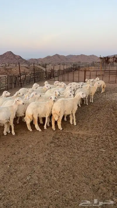 رخال جذعات index