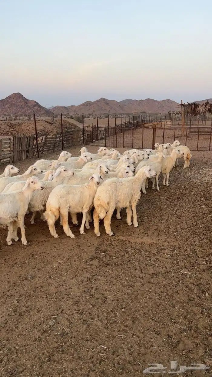 رخال جذعات 2
