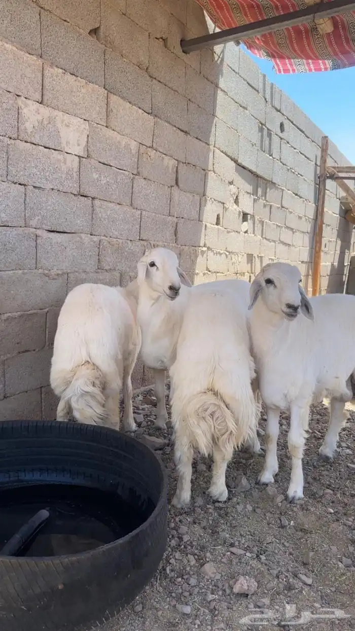 طليان حريه طيبه 0