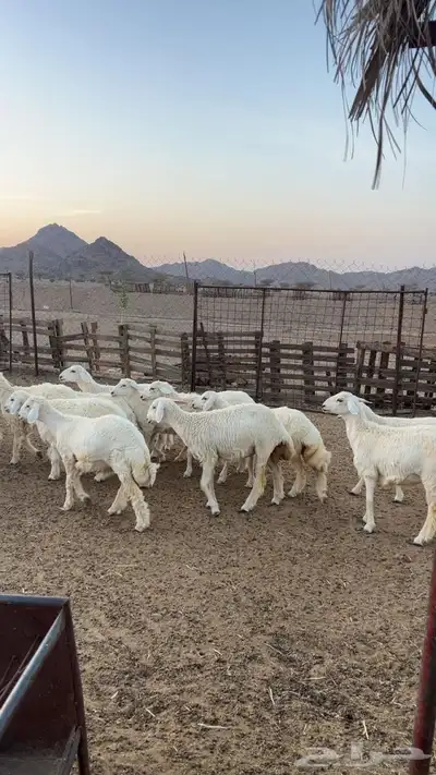 رخال جذعات index