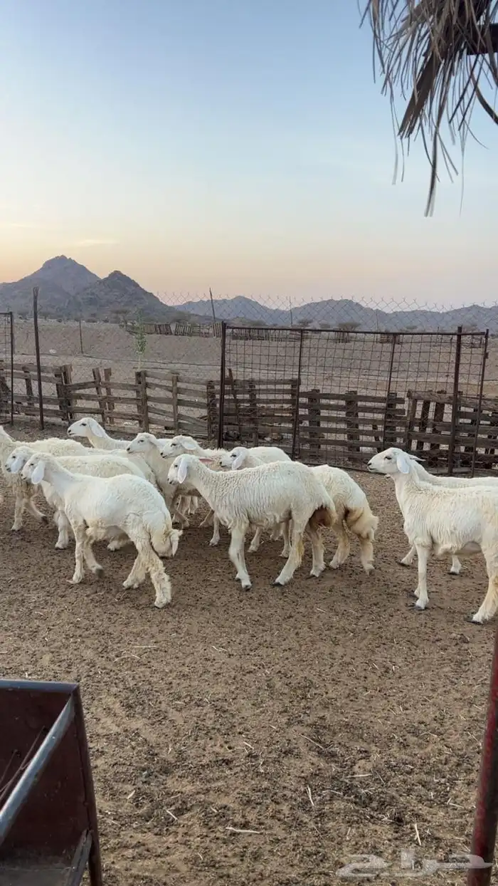رخال جذعات 4