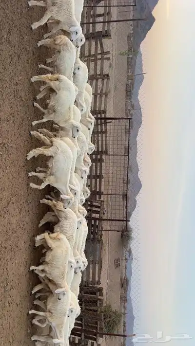 رخال جذعات index