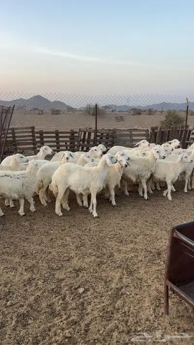 رخال جذعات index