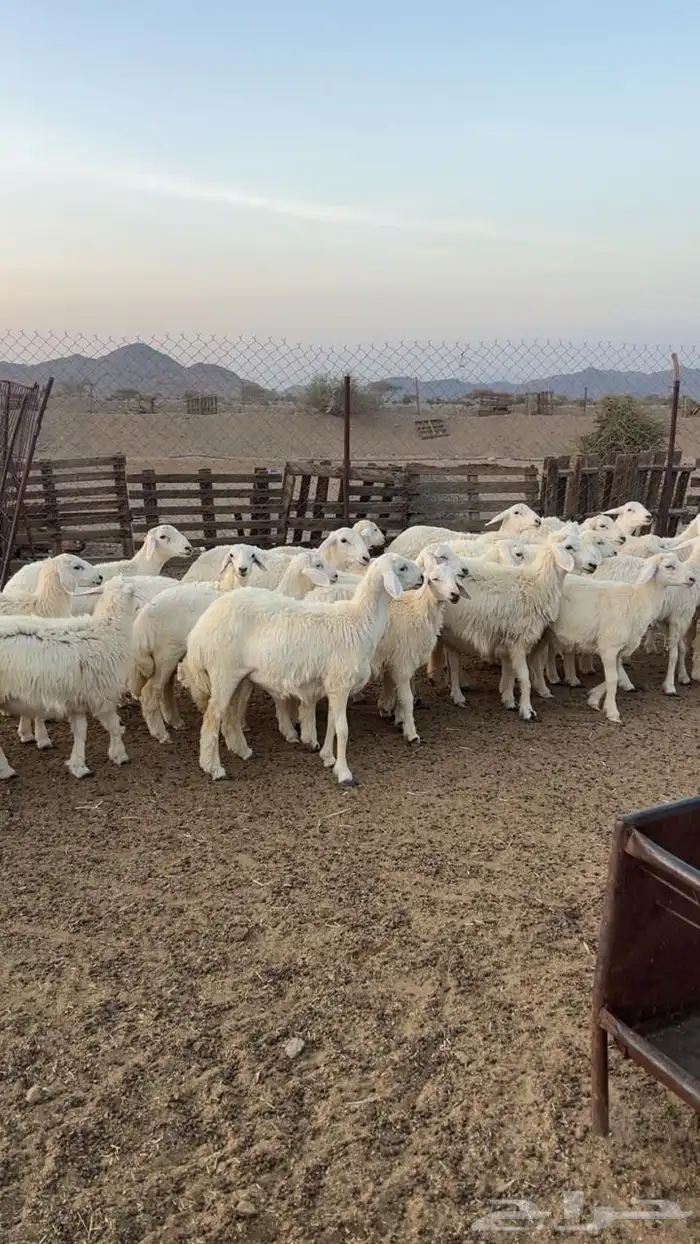 رخال جذعات 1