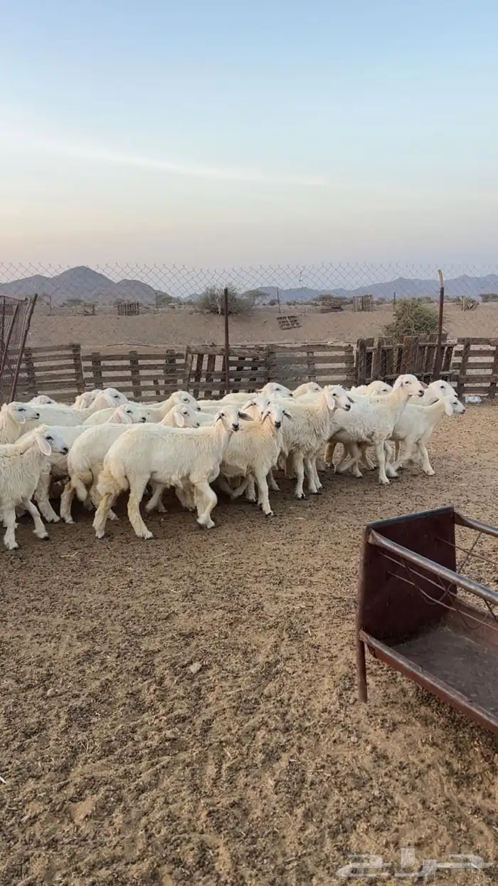 رخال جذعات 0