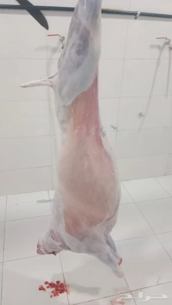 تيوس ذبائح ثلاجه عوارض و طليان حري يوجد صلخ وتوصيل اقل سعر 3