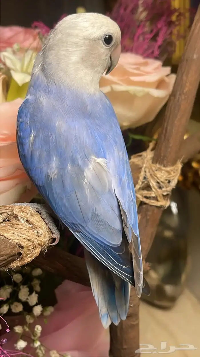 للبيع ببغاء الروز 4