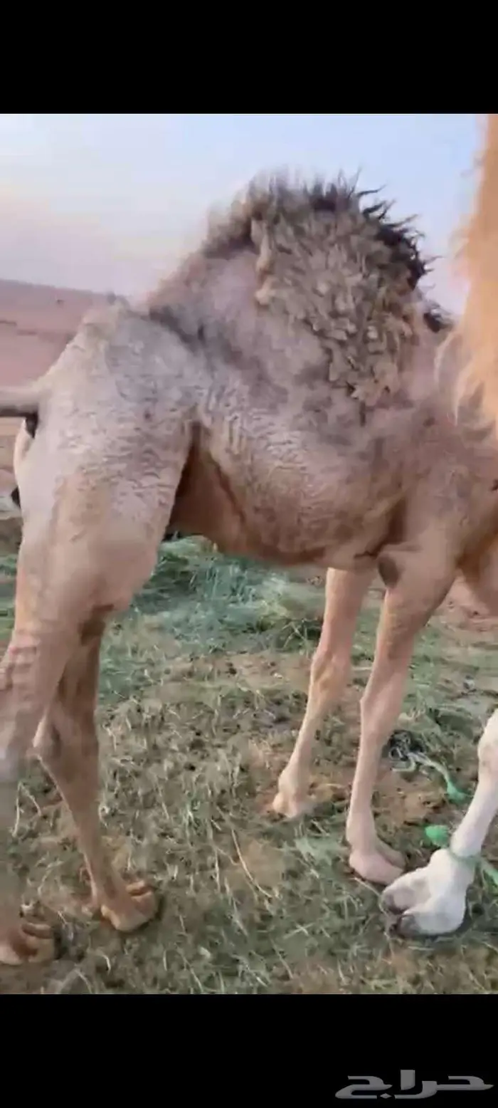 حاشي لباني طايش وطيب على حليب وبرسيم وشعير 1