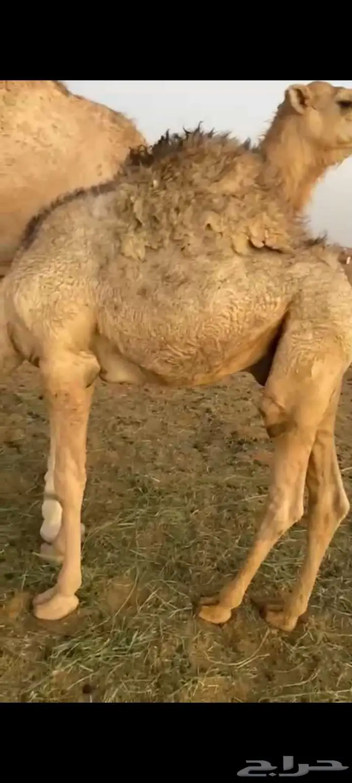 حاشي لباني طايش وطيب على حليب وبرسيم وشعير 0