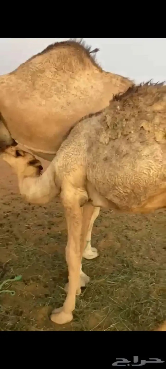 حاشي لباني طايش وطيب على حليب وبرسيم وشعير 2