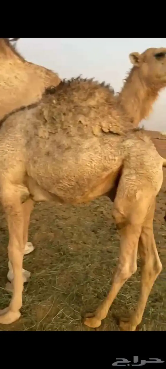 حاشي لباني طايش وطيب على حليب وبرسيم وشعير 5