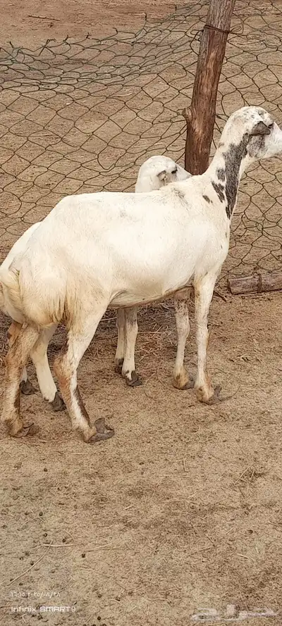 نعجه منتوج وكبش فحل فاخر index