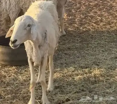 غنم شياه حريه ضعيفه 0