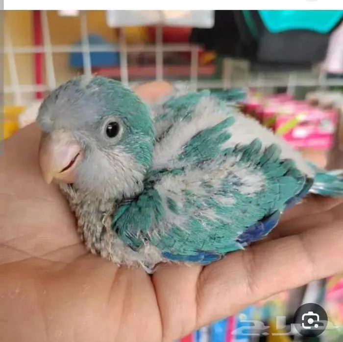 فندقة الطيور 6