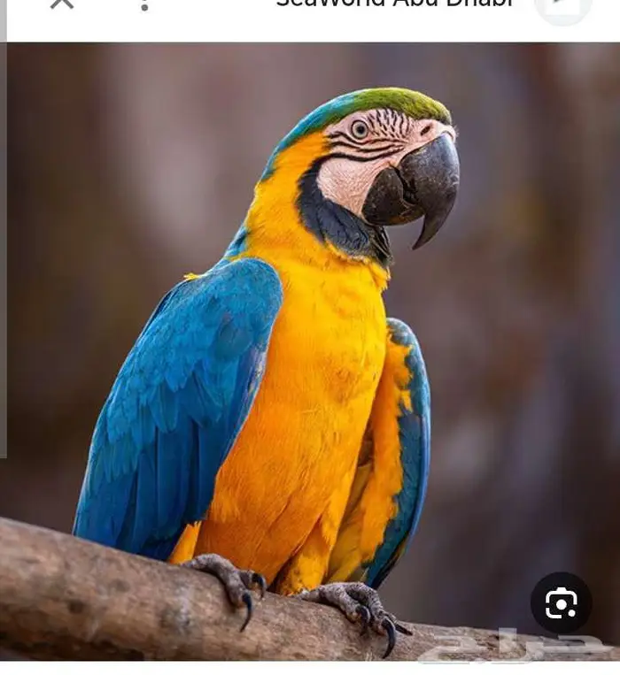 فندقة الطيور 4