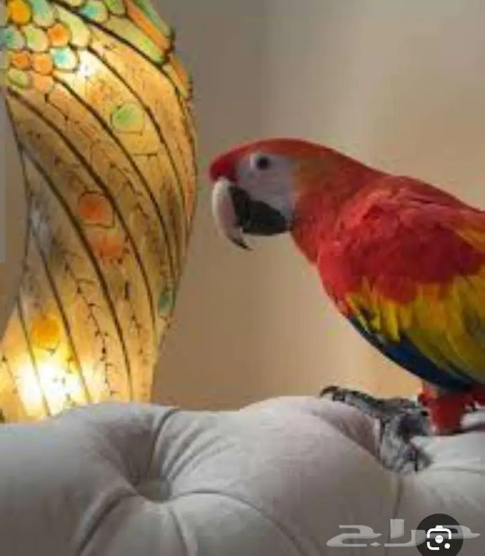 فندقة الطيور 5